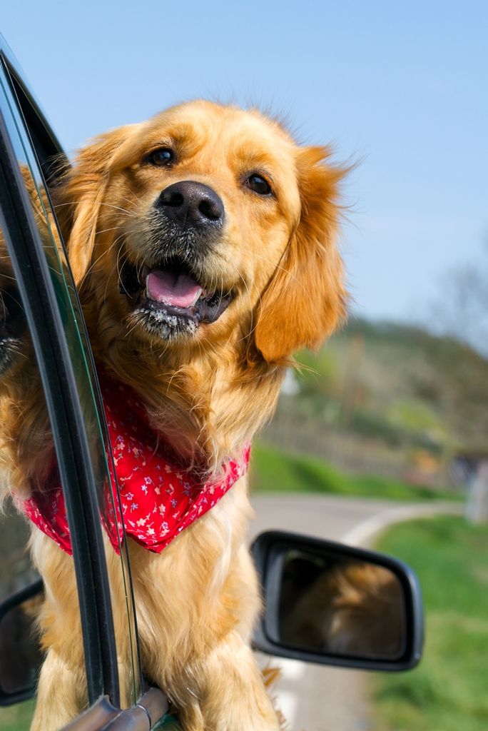 dog in car compressor